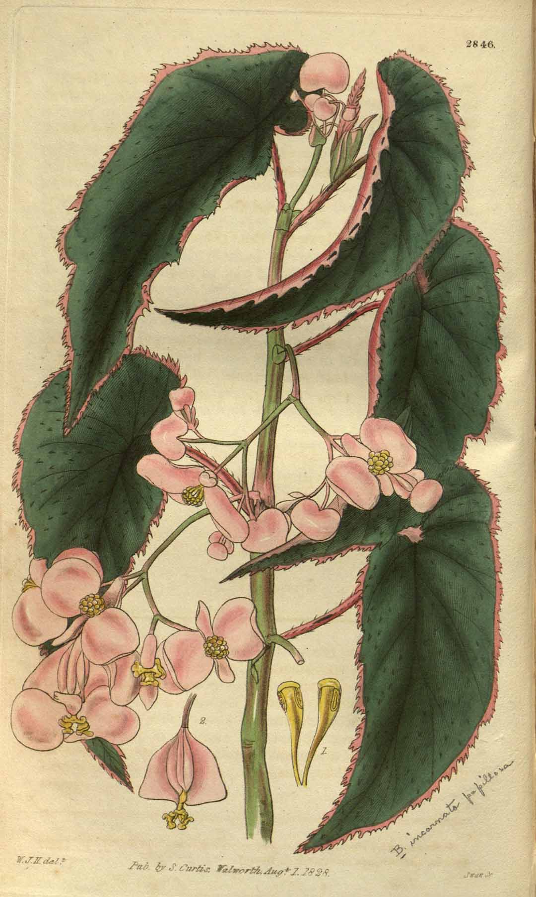 B. papillosa